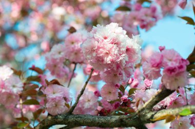 Beyaz ve gül çiçekli bir dal sakura. Çiçekleri açan kiraz ağacı, güzel bahar doğası arka planı.
