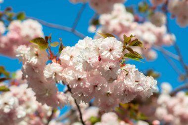 Beyaz ve gül çiçekli bir dal sakura. Çiçekleri açan kiraz ağacı, güzel bahar doğası arka planı.