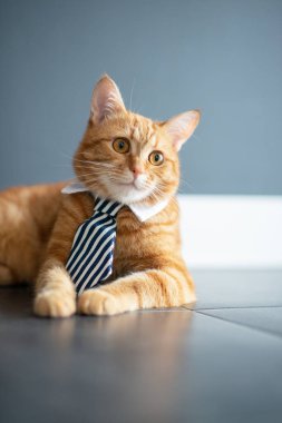 Moda kırmızı tekir kedisi beyaz gömlekli iş kravatı takıyor. Muhteşem pofuduk, tapılası genç hayvan ofis işi için hazır.