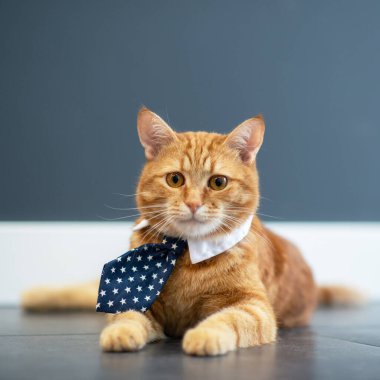 Moda kırmızı tekir kedisi yıldızlı iş kravatı takıyor ve beyaz gömlek yakalı. Muhteşem pofuduk, tapılası genç hayvan ofis işi için hazır.