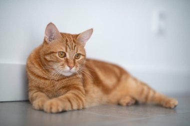 Evdeki sevimli kırmızı tekir kedi. Sevimli genç hayvan..