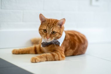 Zarif papyonlu ve beyaz yakalı moda kırmızı tekir kedisi. Muhteşem pofuduk, tapılası genç hayvan 