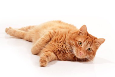 Stüdyoda beyaz arka planda sevimli kırmızı tekir kedi. Sevimli genç hayvan..