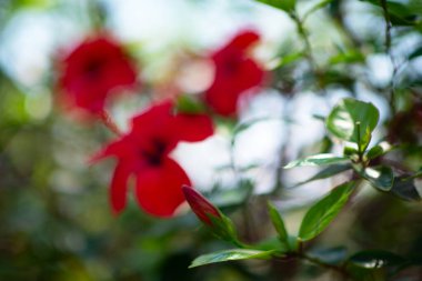 Dışardaki saksıda büyüyen amber çiçeği, detay.