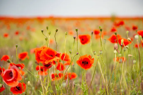 Beau Champ Pavot Avec Des Fleurs Rouges Fleurs Fond Floraison — Photo