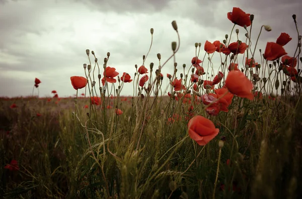 Beau Champ Pavot Avec Des Fleurs Rouges Fleurs Fond Floraison — Photo