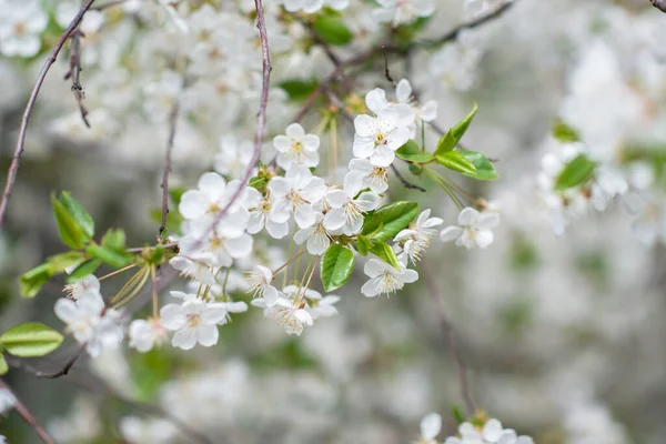 白い花と桜の木の枝 自然の美しさ 美しい春の自然背景 — ストック写真