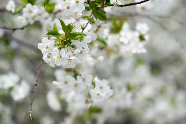 白い花と桜の木の枝 自然の美しさ 美しい春の自然背景 — ストック写真
