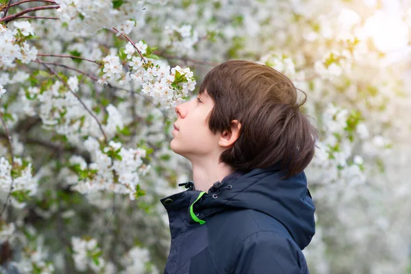 소년은 자연의아름다움 아름다운 풍경을 벚나무의 향기를 맡는다 꽃피는 — 스톡 사진