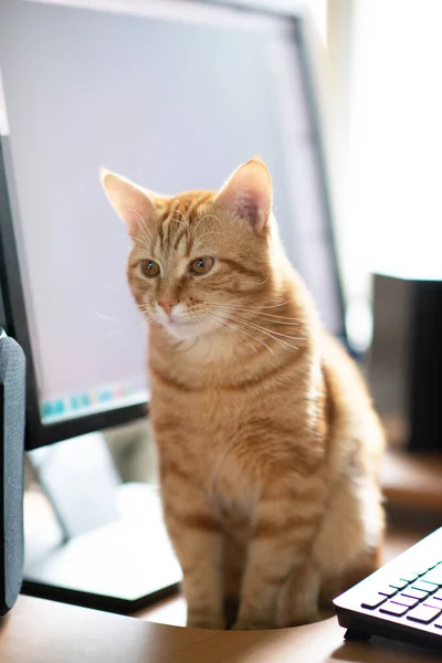 Bela Jovem Gengibre Tabby Gato Bem Alimentado Satisfeito Senta Casa — Fotografia de Stock