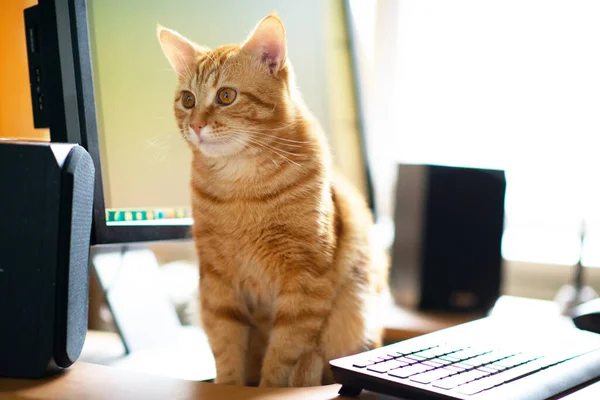 Bela Jovem Gengibre Tabby Gato Bem Alimentado Satisfeito Senta Casa — Fotografia de Stock