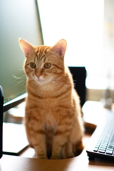 美しい若い生姜のタビー猫よく供給し 満足はキーボードとモニター画面の横に自宅作業場に座っています — ストック写真
