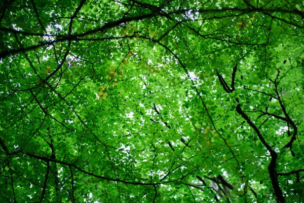 Crown Trees Forest Bottom View Branches Fresh Green Leaves Spring — Stock Photo, Image