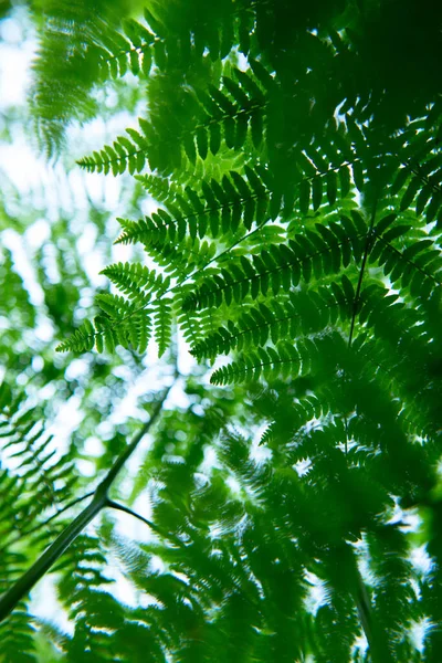 Fern Rośnie Lesie Latem Przyroda Zewnątrz — Zdjęcie stockowe