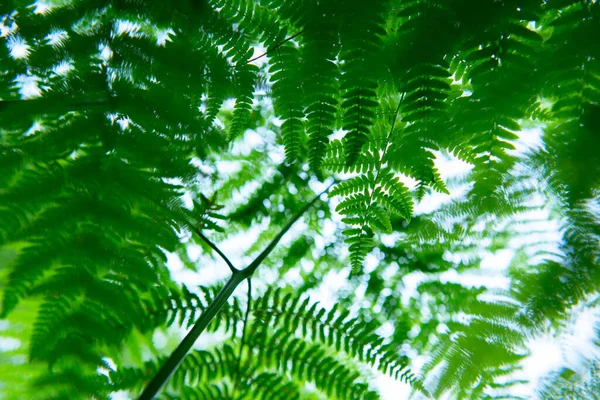 Fern Erdőben Nyári Természet Szabadban — Stock Fotó