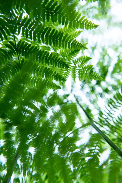 Fern Erdőben Nyári Természet Szabadban — Stock Fotó