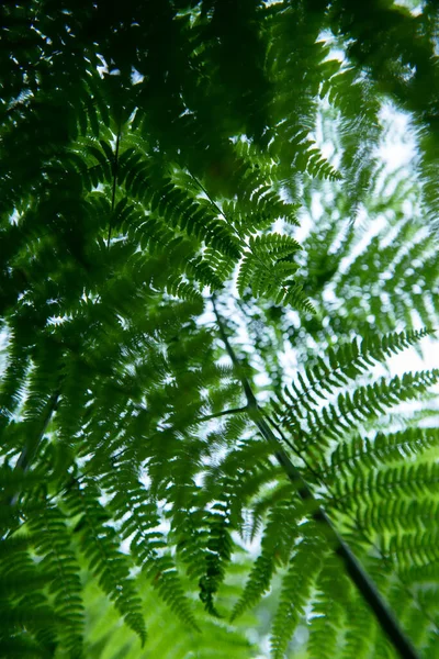 Fern growing in forest, summer nature outdoor