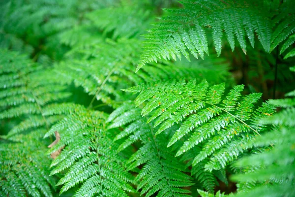 Felce Che Cresce Nella Foresta Natura Estiva All Aperto — Foto Stock