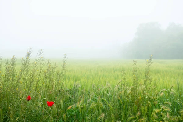 Schönes Feld Mit Blühenden Roten Mohnblumen Frühlingshintergrund Bei Nebligem Wetter — Stockfoto