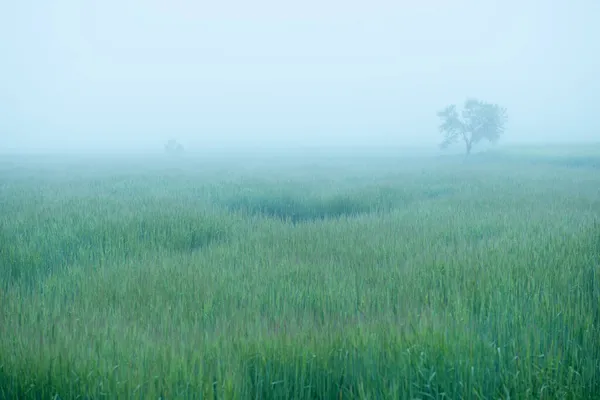 Paisagem Rural Bonita Com Árvore Estrada Fundo Primavera Tempo Nebuloso — Fotografia de Stock