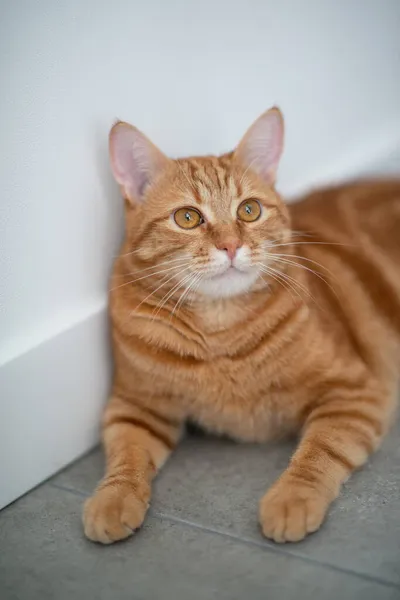 Leuke Grappige Rode Tabby Kitten Thuis Schattig Jong Huisdier — Stockfoto