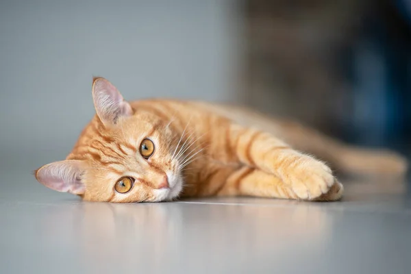 Cute Funny Red Tabby Kitten Home Adorable Young Pet — Stock Photo, Image