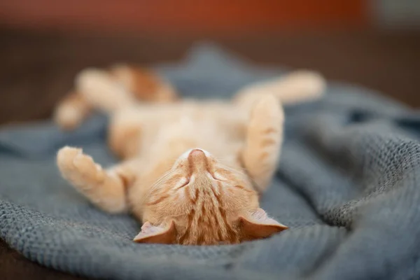Carino Divertente Rosso Gattino Tabby Dorme Sul Divano Adorabile Piccolo — Foto Stock