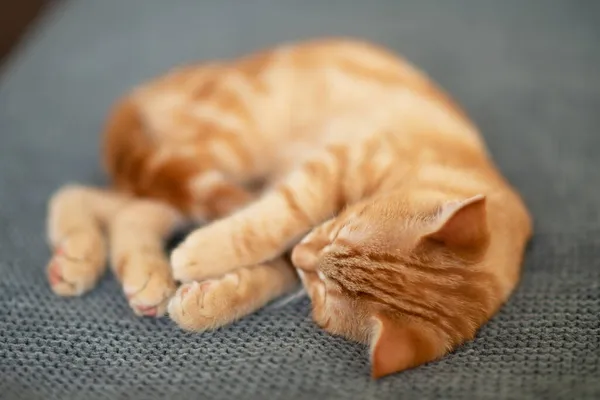 Bonito Engraçado Vermelho Tabby Gatinho Dorme Sofá Adorável Pequeno Animal — Fotografia de Stock