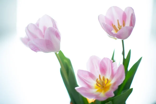 Schöne Rosa Tulpenblüten Über Weißen Weichen Fokus Frühjahrsblühender Hintergrund — Stockfoto