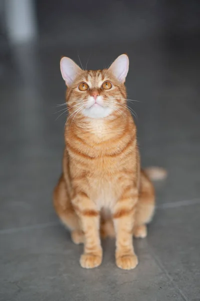 Lindo Divertido Rojo Tabby Gatito Casa Adorable Mascota Joven — Foto de Stock