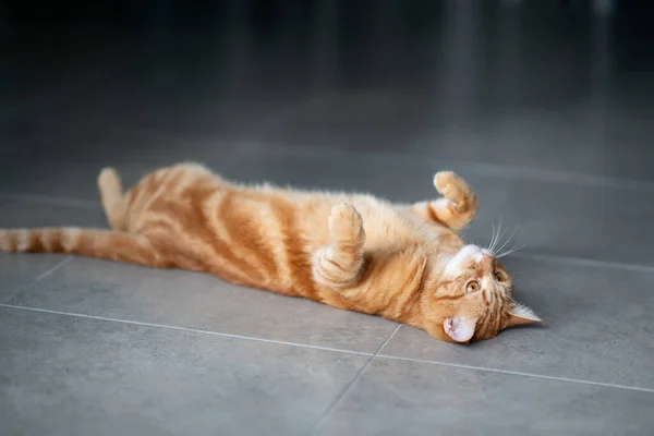 自宅でかわいい面白い赤いタビー子猫 好青年ペット — ストック写真