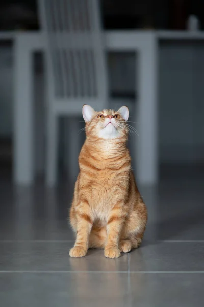 可爱有趣的红色胖胖的小猫在家里 可爱的小宠物 — 图库照片