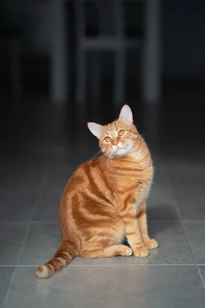 Carino Divertente Gattino Rosso Tabby Casa Adorabile Giovane Animale Domestico — Foto Stock