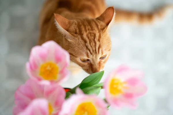 Young Red Tabby Cat Sniffs Tulip Spring Flowers Home — Stock Photo, Image