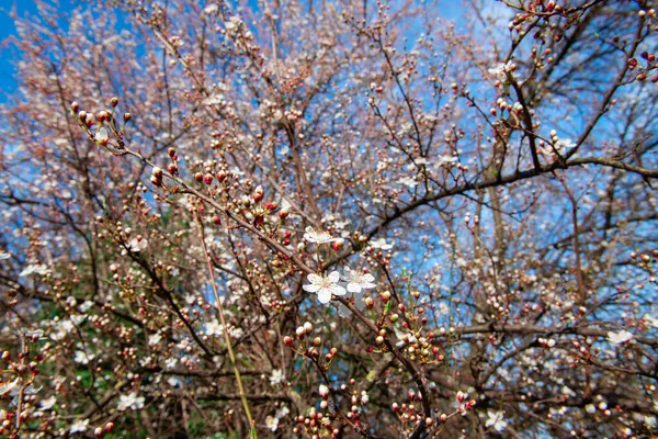 Sakura Avec Des Fleurs Blanches Roses Fleurissent Cerisier Avec Des — Photo