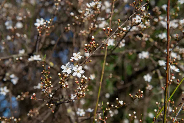 Sakura Avec Des Fleurs Blanches Roses Fleurissent Cerisier Avec Des — Photo