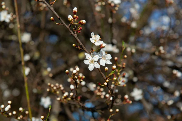 白とバラの花を持つ桜の枝 花が咲く桜 美しい春の自然背景 — ストック写真
