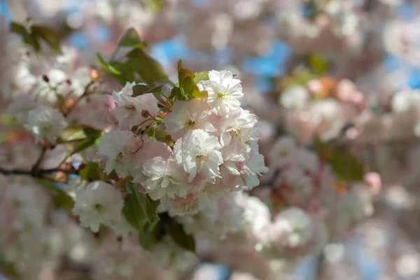 Branch Sakura White Rose Flowers Blossom Cherry Tree Flowers Blooming — Stock Photo, Image