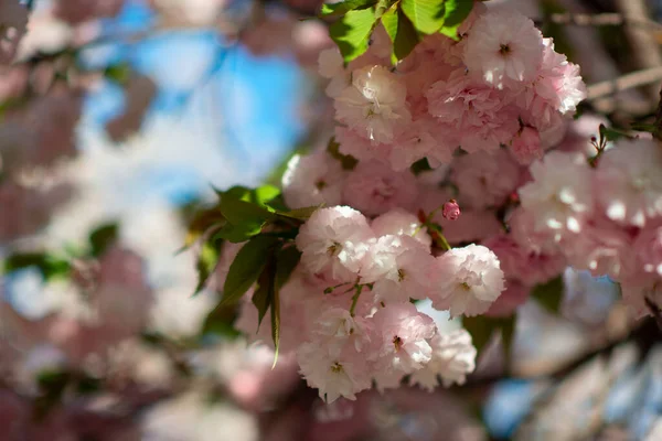 Gałąź Sakura Białymi Różanymi Kwiatami Kwitną Wiśnia Drzewo Kwiatami Kwitnące — Zdjęcie stockowe