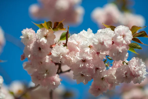 Rama Sakura Con Flores Blancas Rosas Flor Cerezo Con Flores — Foto de Stock