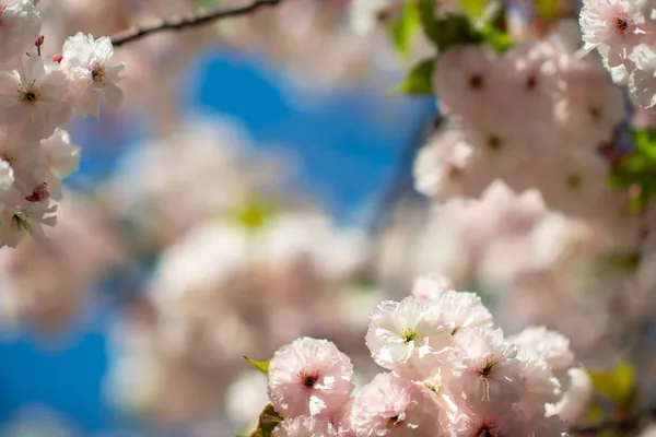 Gałąź Sakura Białymi Różanymi Kwiatami Kwitną Wiśnia Drzewo Kwiatami Kwitnące — Zdjęcie stockowe