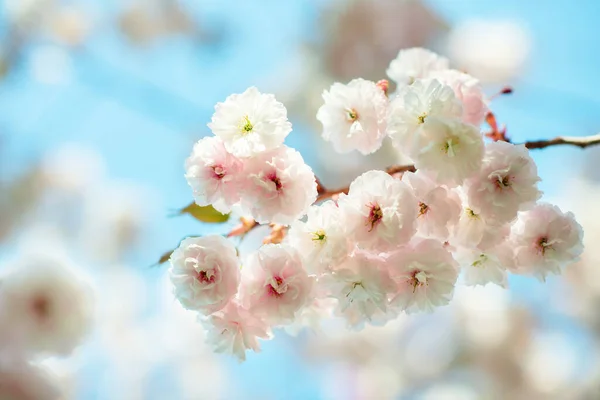 Κλάδος Της Σακούρας Άνθη Λευκά Και Τριανταφυλλιάς Κερασιά Λουλούδια Ανθισμένα — Φωτογραφία Αρχείου