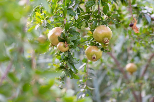 Granatäpplen Som Växer Trädet Medelhavsträdgården Sicilien — Stockfoto
