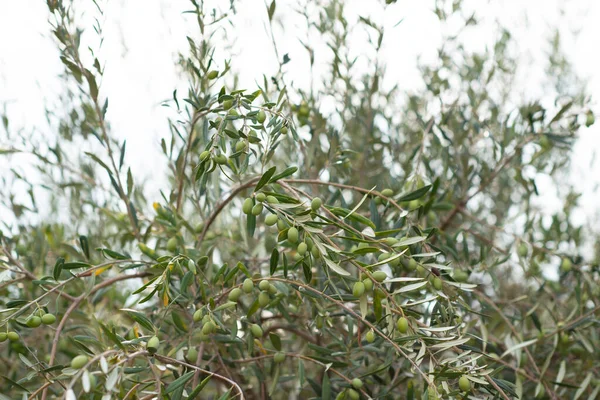 Drzewa Oliwne Rosnące Sycylijskim Ogrodzie Gałęzie Dojrzałymi Owocami Śródziemnomorski Gaj — Zdjęcie stockowe