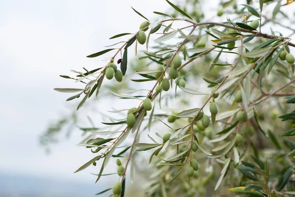 시칠리아 정원에는 올리브 나무들 이자라고 있습니다 열매를 가지들 지중해의 올리브 — 스톡 사진