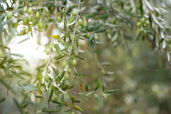 Olivenbäume Wachsen Sizilianischen Garten Zweige Mit Reifen Früchten Mediterraner Olivenhain — Stockfoto