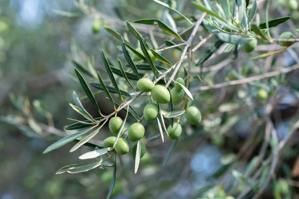 Olivenbäume Garten Mediterraner Olivenbauernhof Zur Ernte Bereit Italienischer Olivenhain Mit — Stockfoto