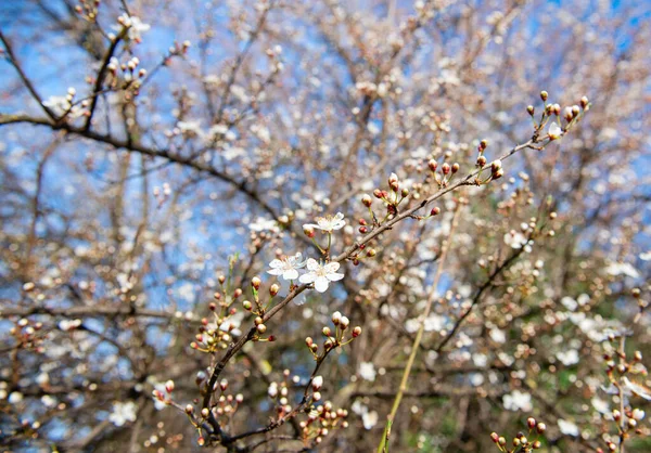 Сакура Белыми Розовыми Цветами Вишня Цветущими Цветами Красивый Весенний Фон — стоковое фото