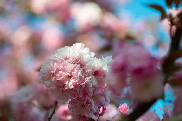 벚꽃의 가지에는 장미꽃이 벚꽃이 벚나무 아름다운 — 스톡 사진