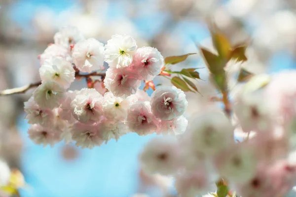 Filial Sakura Med Vita Och Rosa Blommor Blomma Körsbärsträd Med — Stockfoto